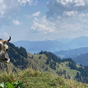 Oberstaufen Wildpflanzen