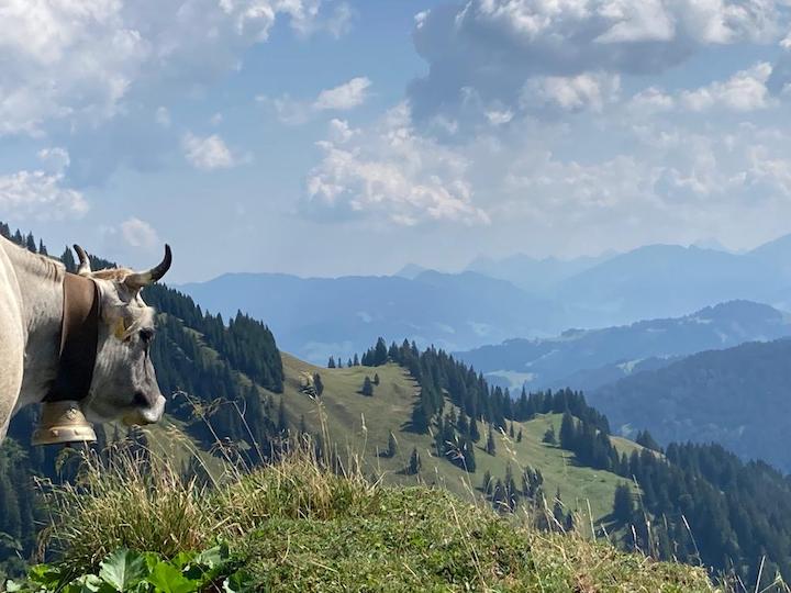 Oberstaufen Wildpflanzen